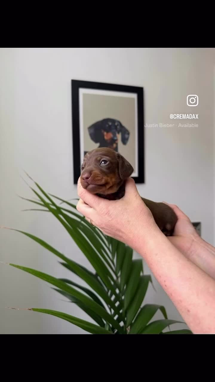 Miniature Dachshund dogs for sale: Exceptional Litter Of Smooth Haired Mini Dachshund - Video 1