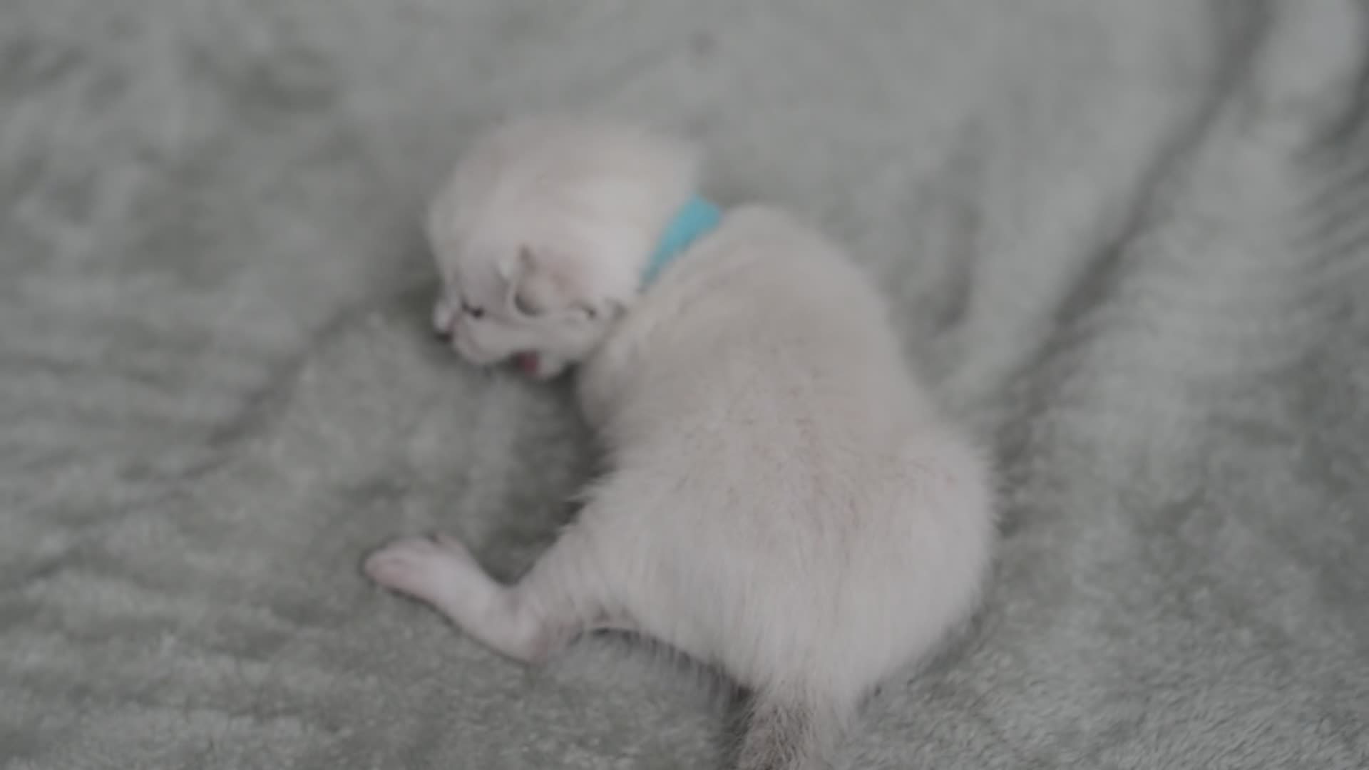 Siamese cats for sale: 🧬F1 BENAMESE KITTENS🧬 1 LITTLE BOY LEFT - Video 1
