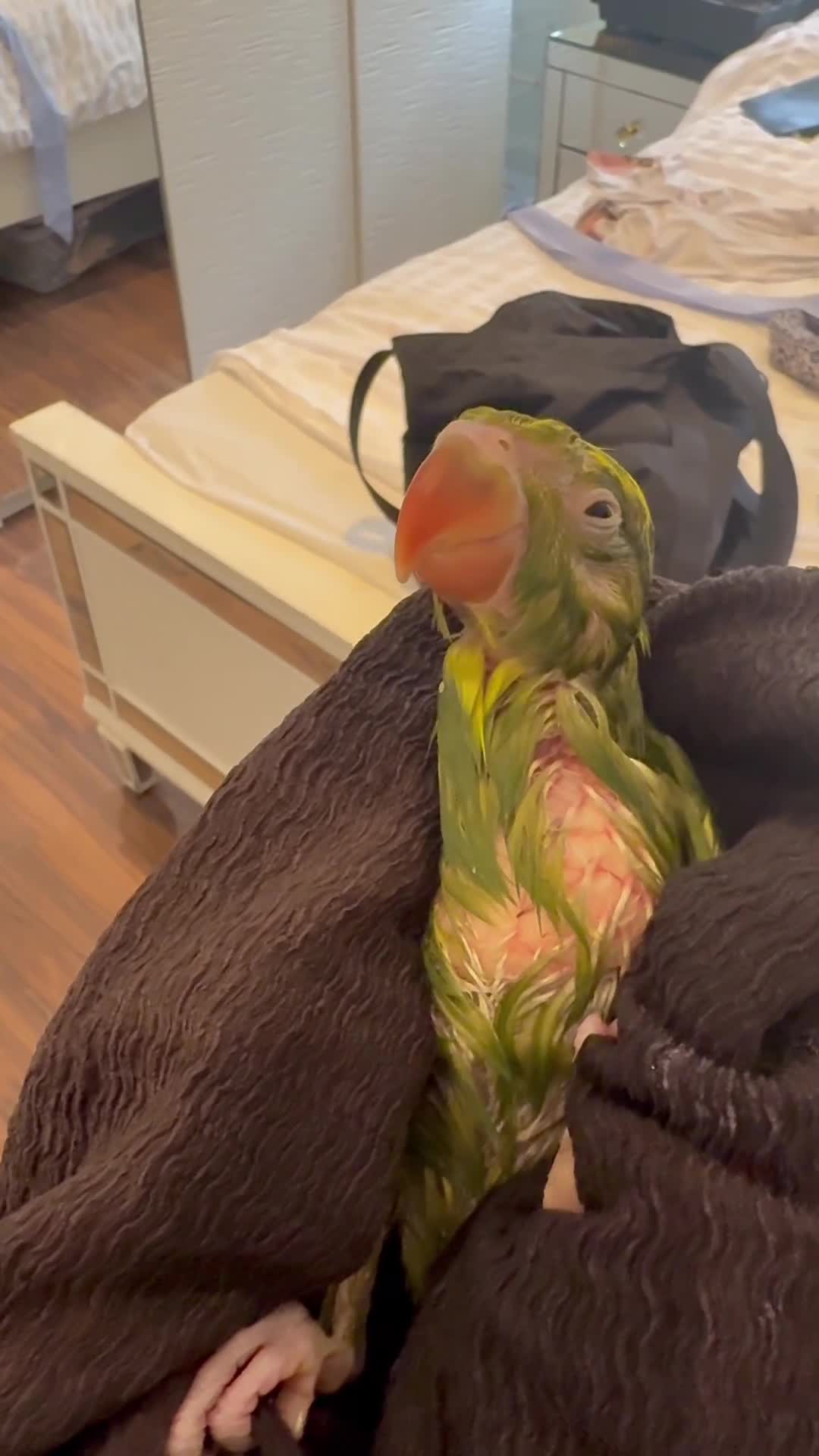 Conures birds for sale: 2 months hand tamedIndianring neck- cage-rare mut - Video 3