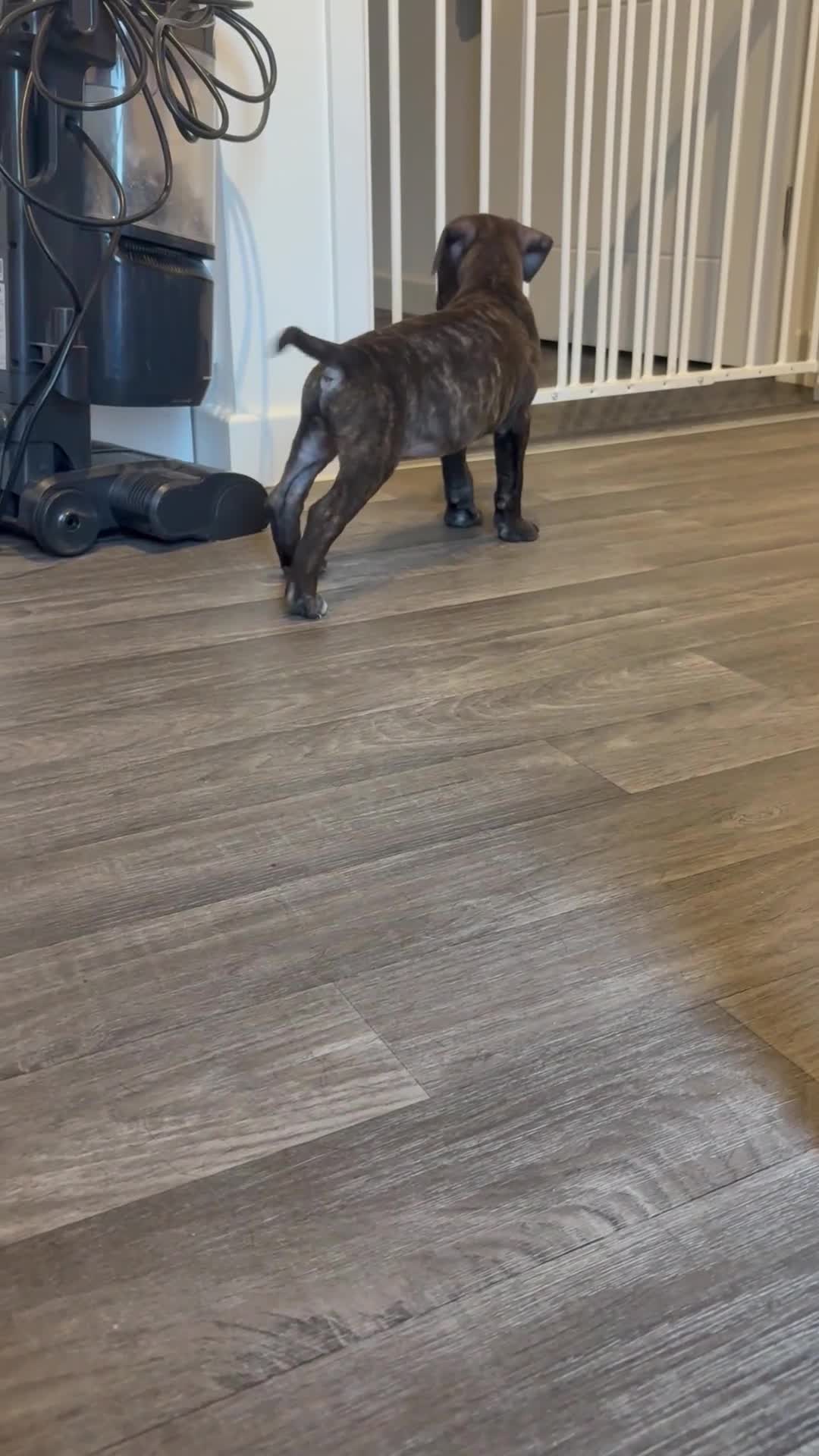 Staffordshire Bull Terrier dogs for sale: Male Tiger Print Staffy - Video 2