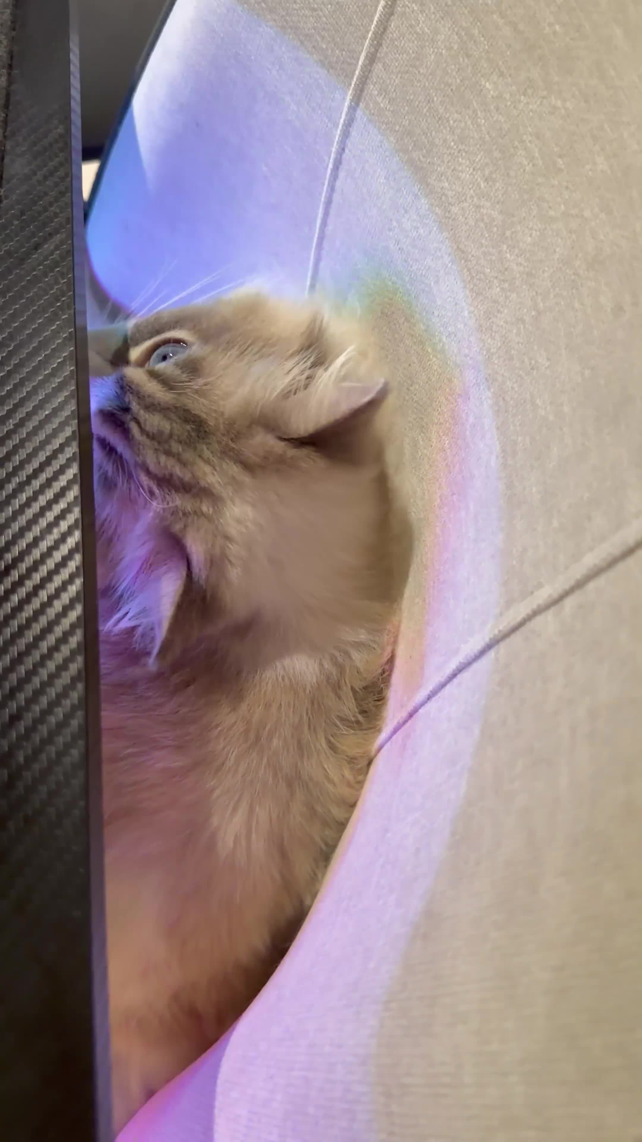 Ragdoll cats for sale: Female ragdoll  - Video 1