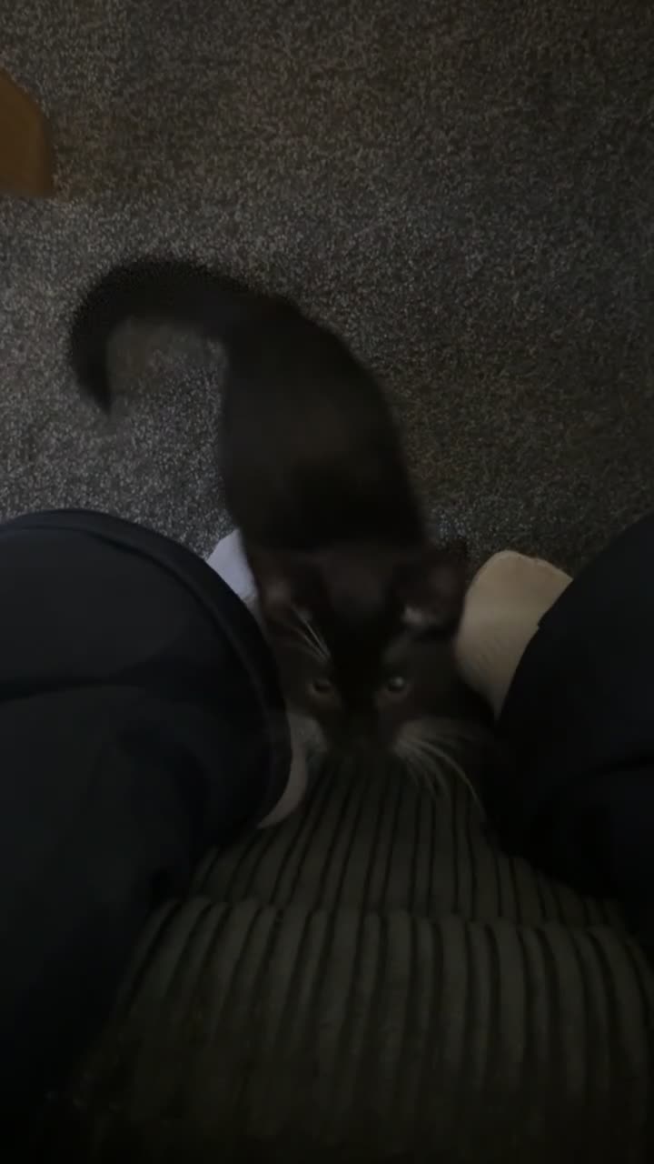 Mixed Breed cats for sale: Cats in need of rehoming in Swadlincote - Video 1