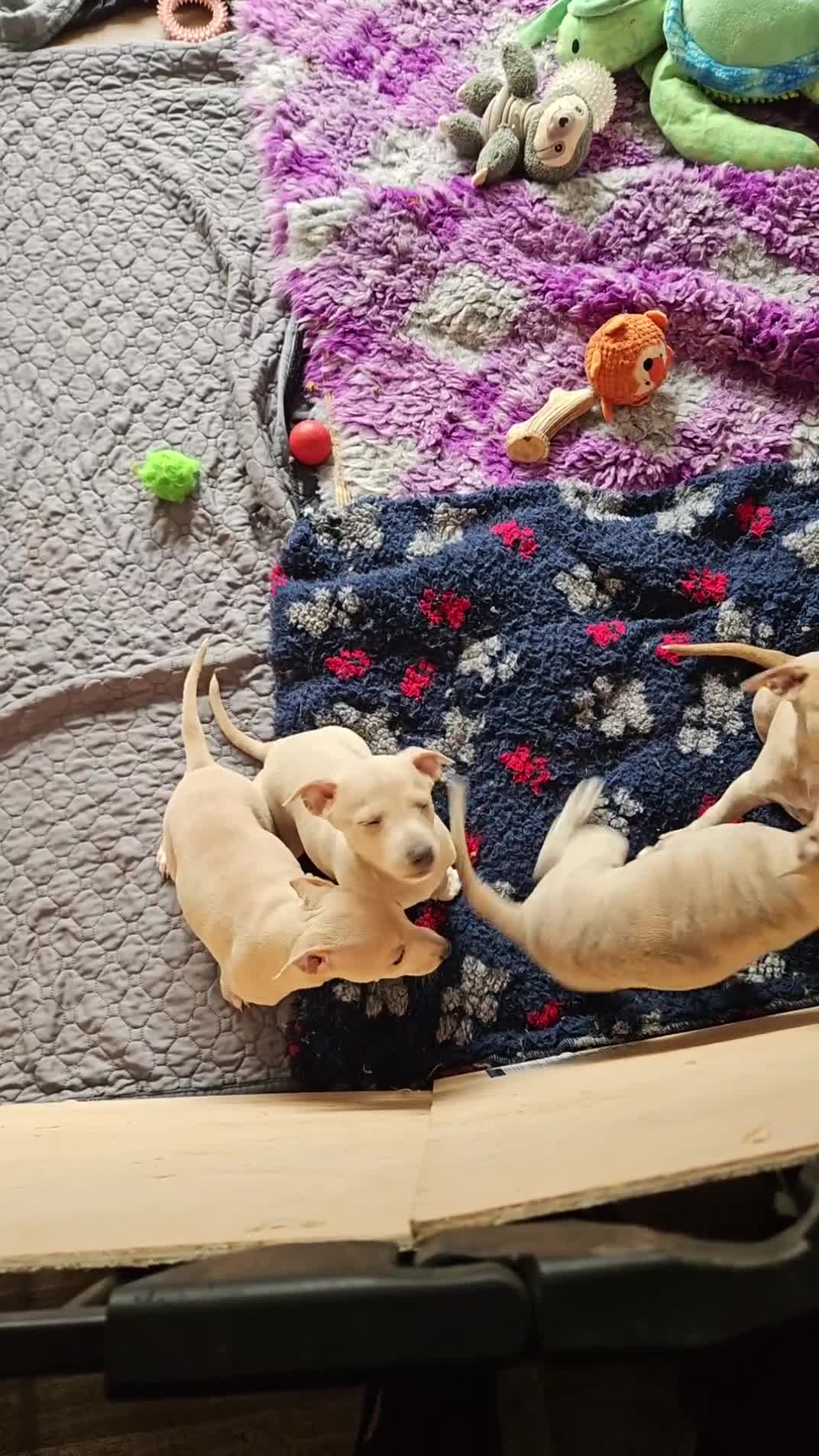 Whippet dogs for sale: ✨🐾 Gorgeous KC Registered Whippet puppies  🐾✨  - Video 1
