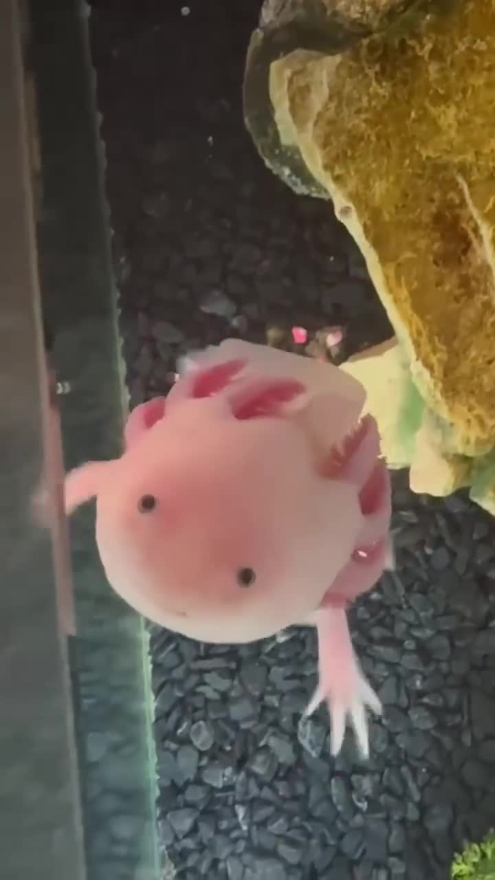 Other/Mixed Breed fish for sale: 2 Axolotls and whole set up  - Video 2