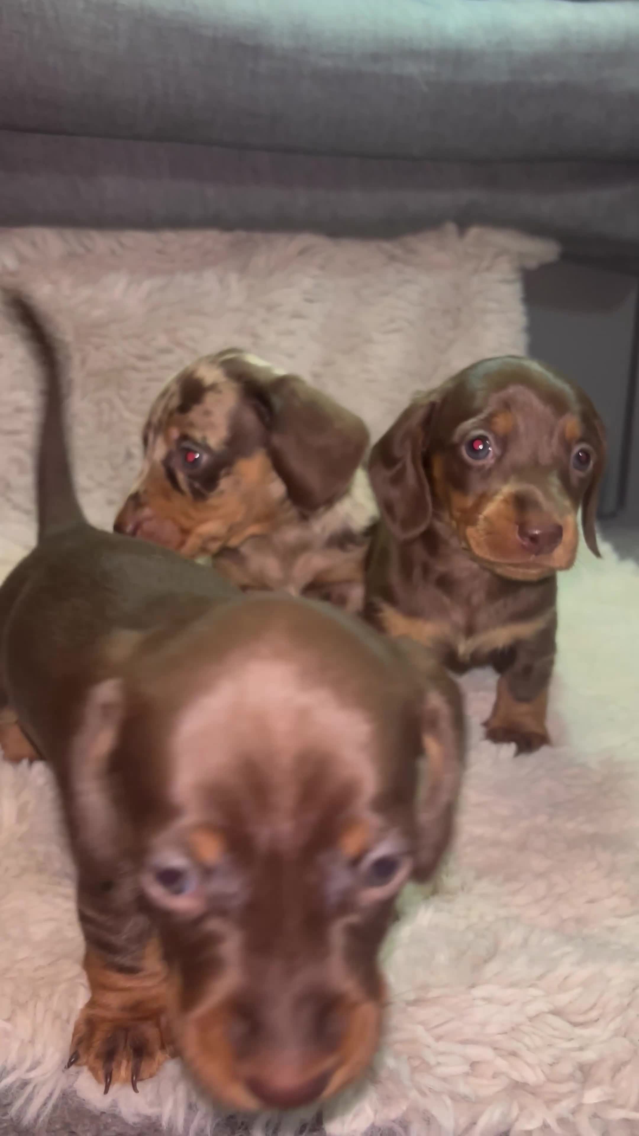 Miniature Dachshund dogs for sale: The sausage squad has arrived!  - Video 1
