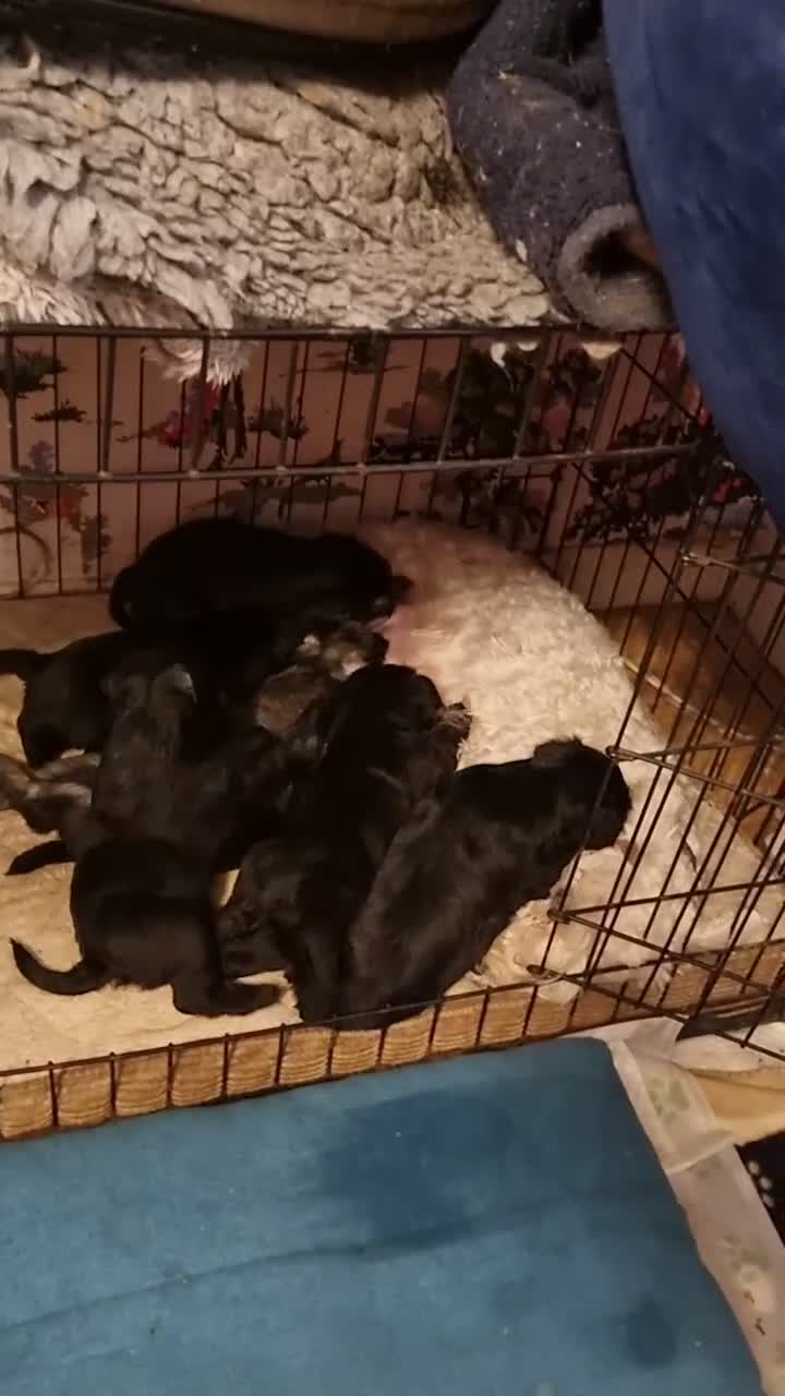 Miniature Schnauzer dogs for sale: Miniature schnauzer  in Evesham - Video 3