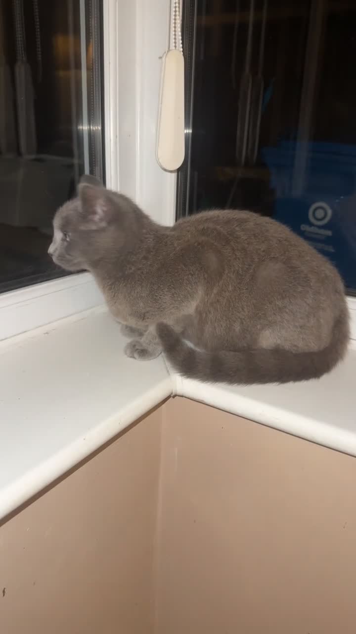 British Shorthair cats for sale: friendly bsh cat looking for a new home  - Video 2