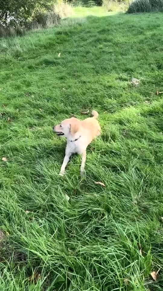 Mini Goldendoodle dogs for sale: Curly - Video 1