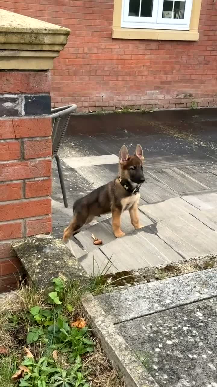 German Shepherd dogs for sale: Working Line GSD Puppy - Video 1