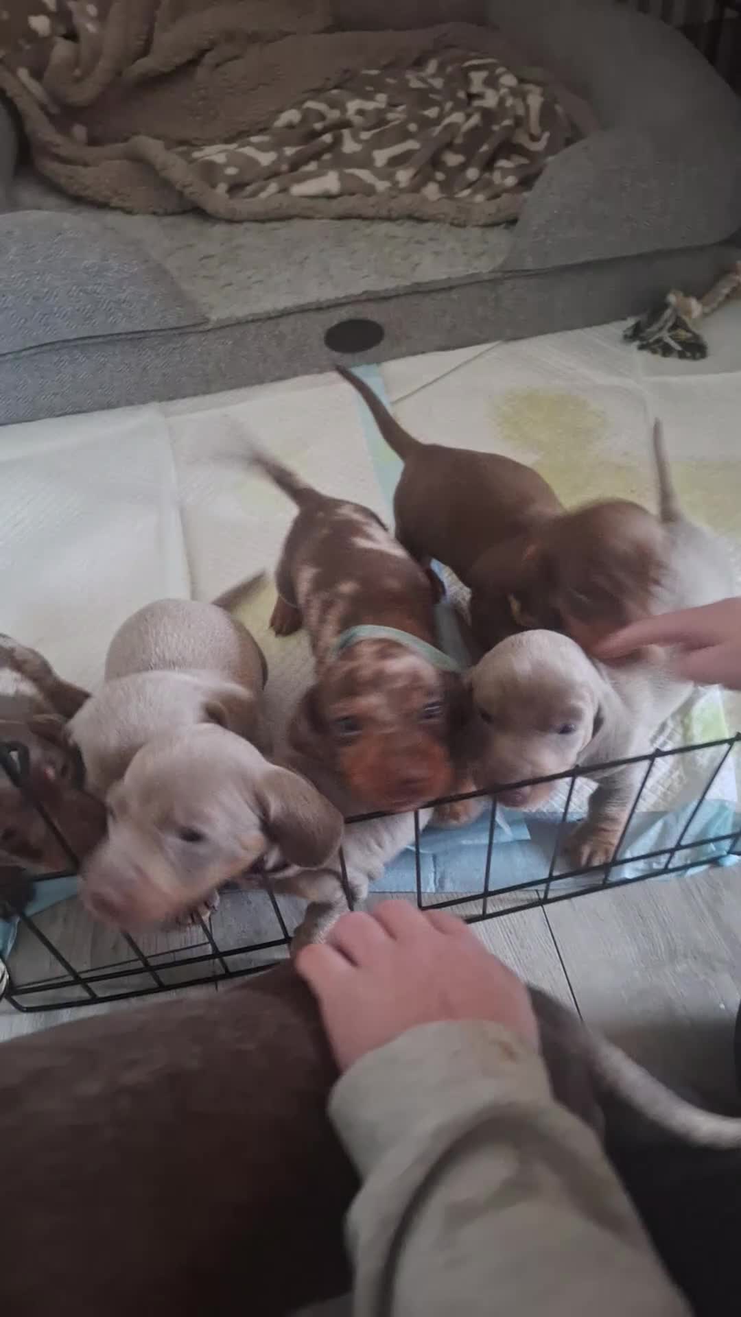 Dachshund dogs for sale: 2 male pups left  - Video 1