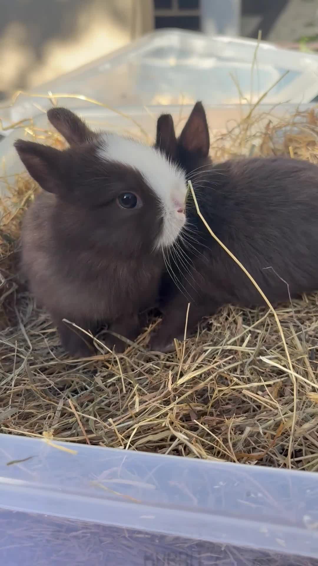 Netherland Dwarf rabbits for sale: Pure Netherland Dwarf Babies  - Video 2