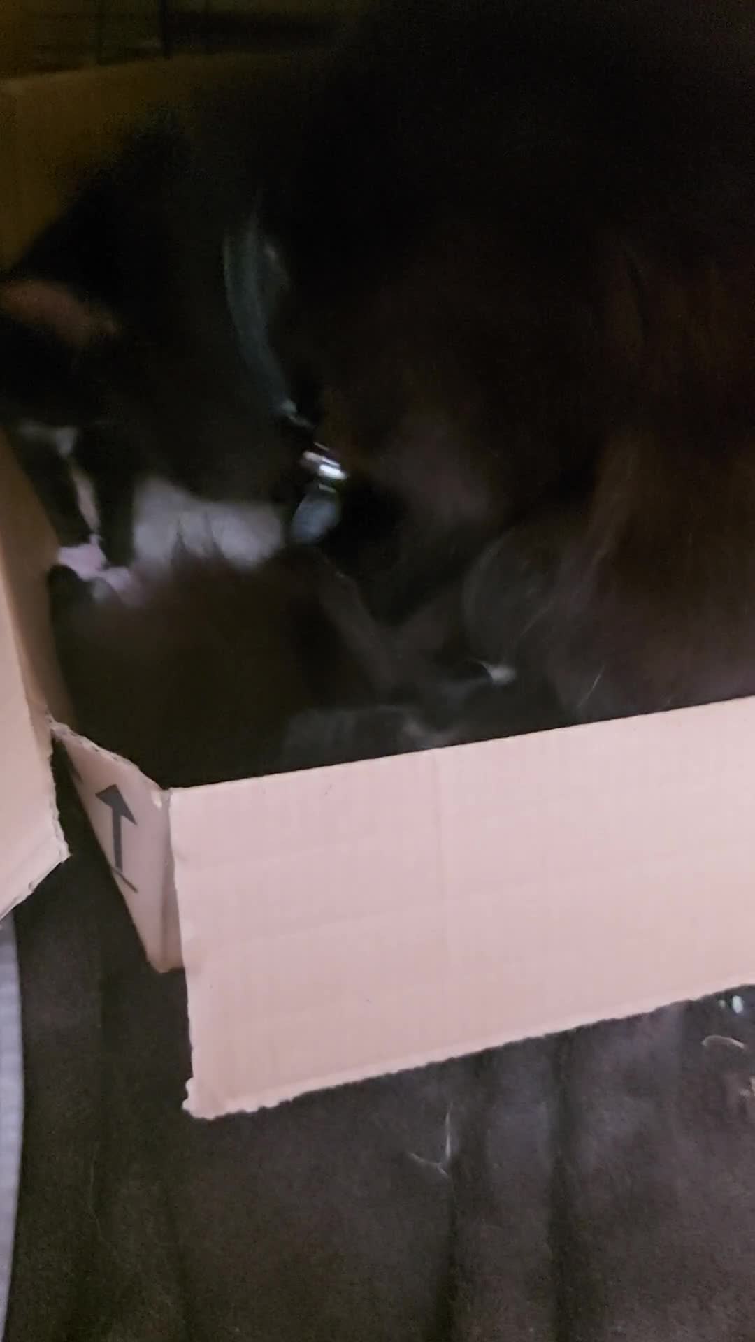 Mixed Breed cats for sale: Beautiful kittens available 11th sept in Bristol - Video 1