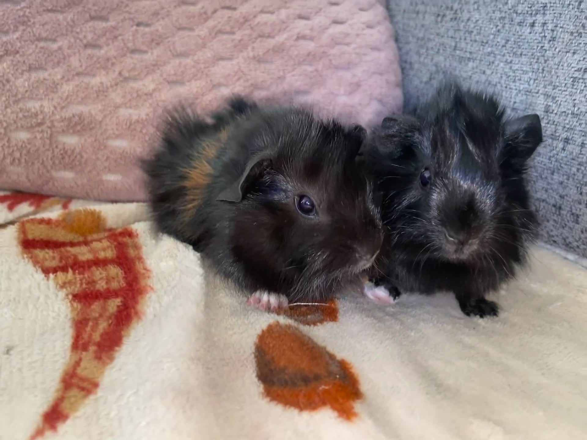 Guinea Pig rodents for sale: Twin Boy Baby Guinea Pigs  in Dudley - Video 1