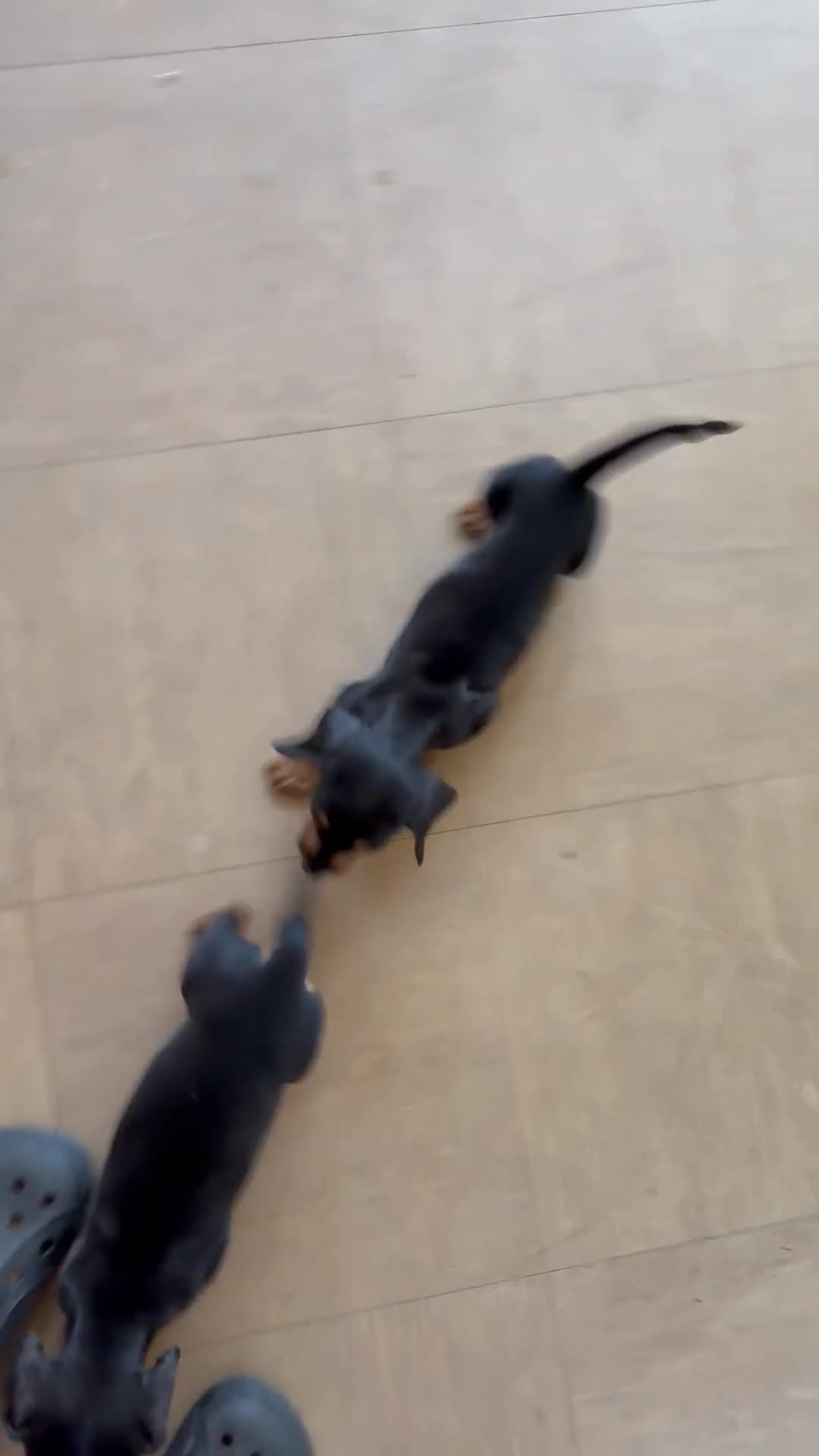 Dachshund dogs for sale: Dachshund puppies  - Video 1