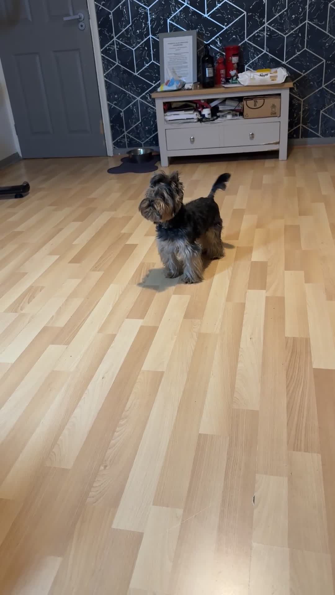 Yorkshire Terrier dogs for stud: Rocky - Video 1