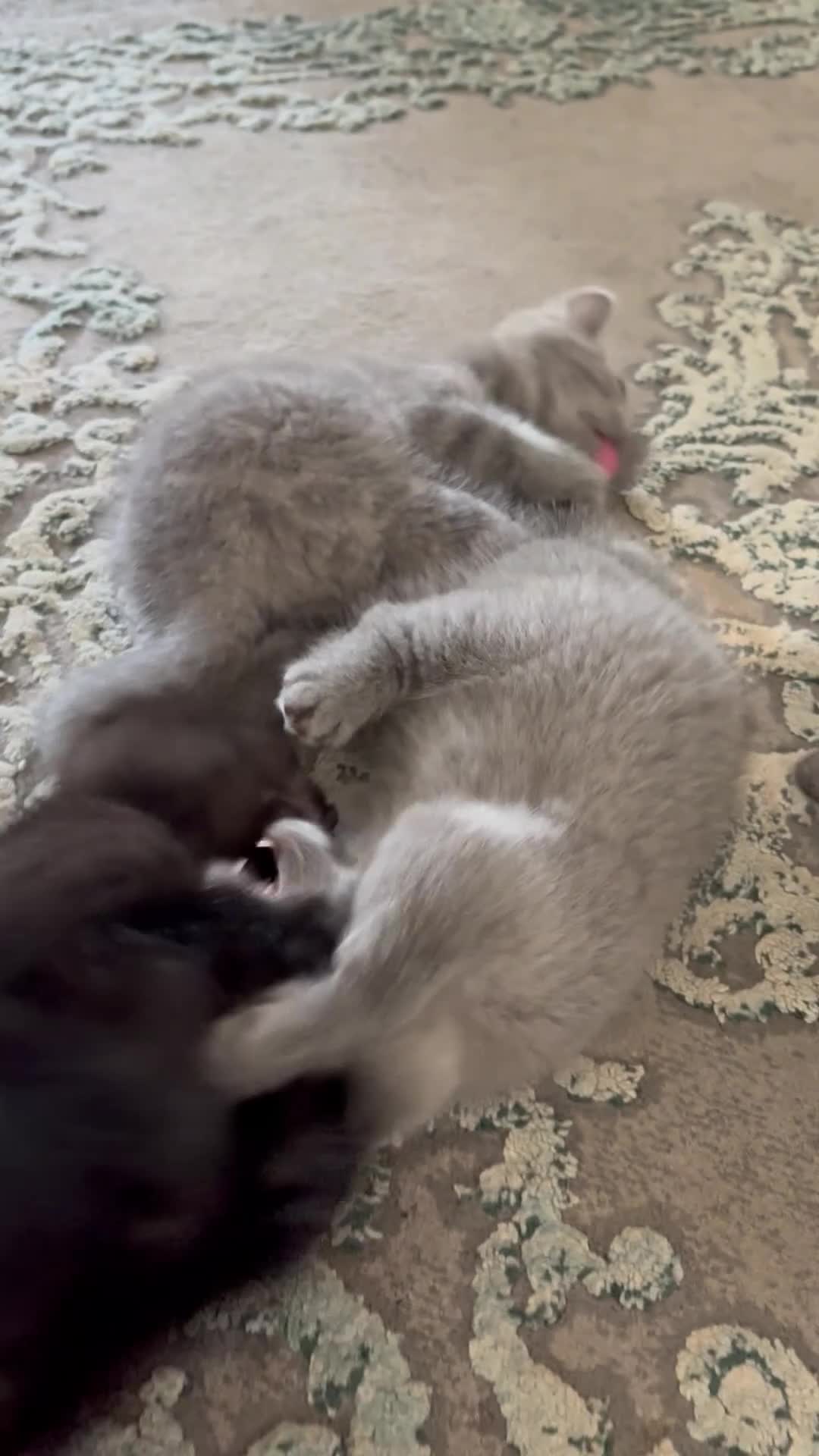 British Shorthair cats for sale: Half Bsh absolutely beautiful kittens - Video 1