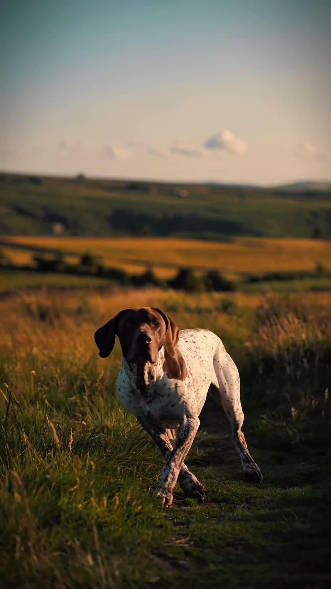 German Shorthaired Pointer dogs for stud: KC GSP Stud – Stunning, Strong, Smart - Video 1