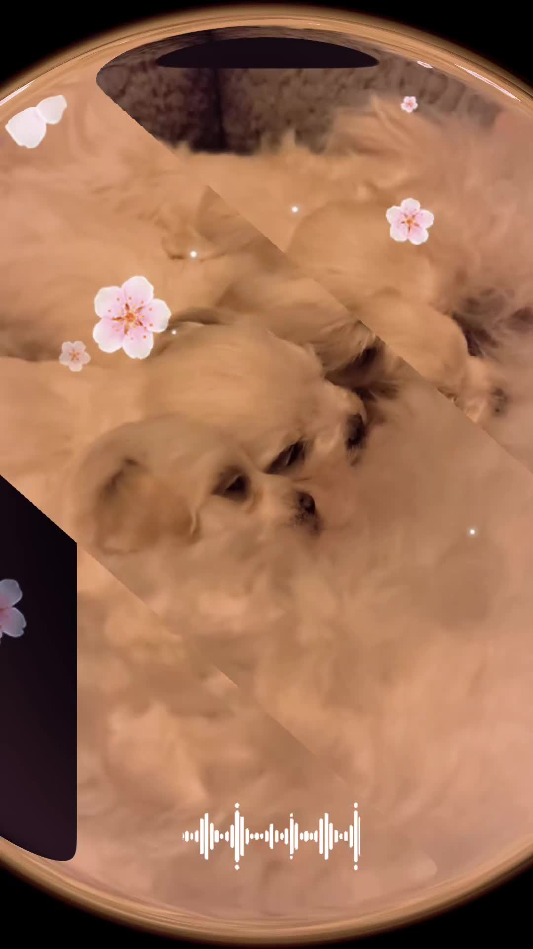 Maltese dogs for sale: Maltese puppys  - Video 1