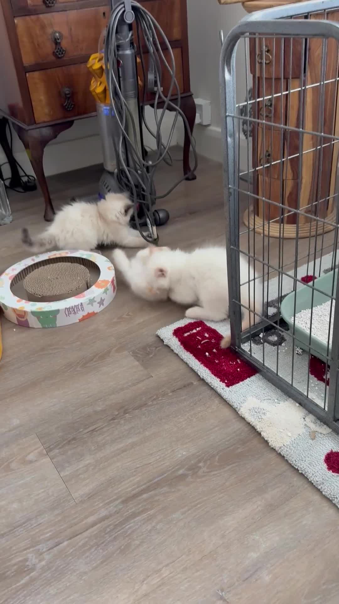 Ragdoll cats for sale: Ragdoll kittens  - Video 1