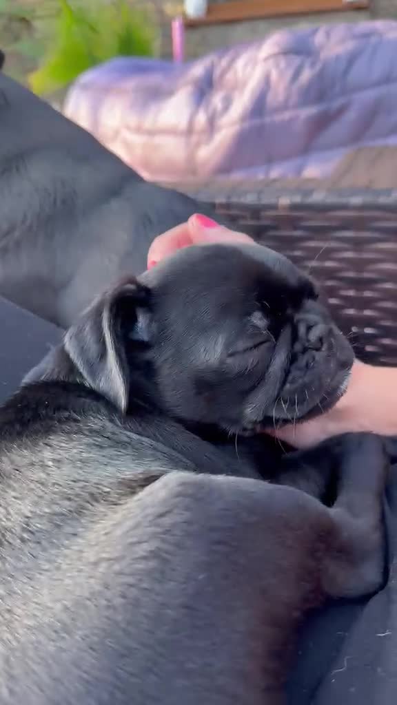 Pug dogs for sale: Beautiful Pug Girl, Unexpectedly Available £800 - Video 1