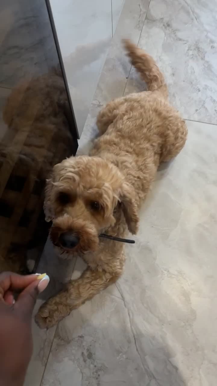 Cockapoo dogs for sale: Loving & Affectionate Dog for sale - Meet Teddy - Video 1
