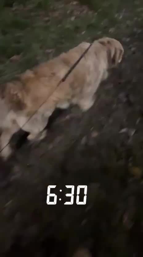 Golden Retriever dogs for sale: Female golden retriever 1 and a half year pup - Video 1