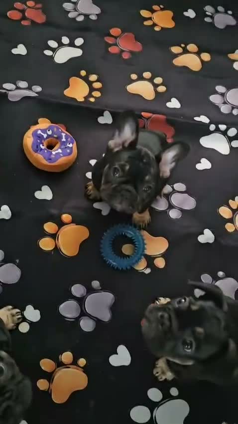 French Bulldog dogs for sale: French bulldog for sale  - Video 1