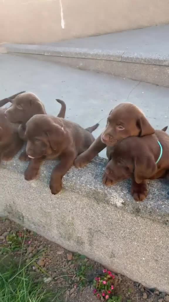 Labrador Retriever dogs for sale: ⭐️ READY NOW KC Chocolate Lab Puppies ⭐️ - Video 1