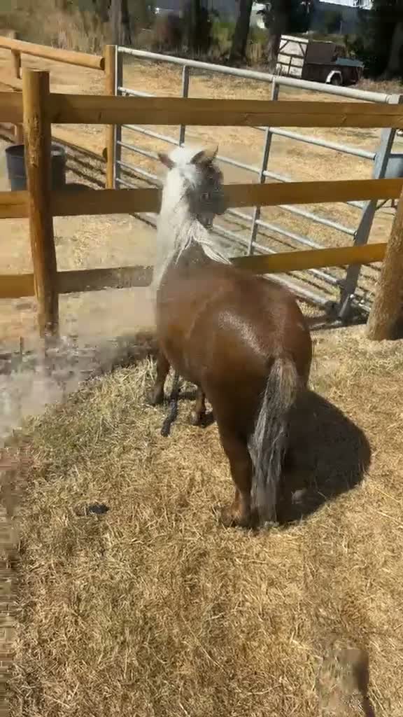Shetland pony horses for sale: Ronnie and Reggie looking for their forever home in Hatfield - Video 1