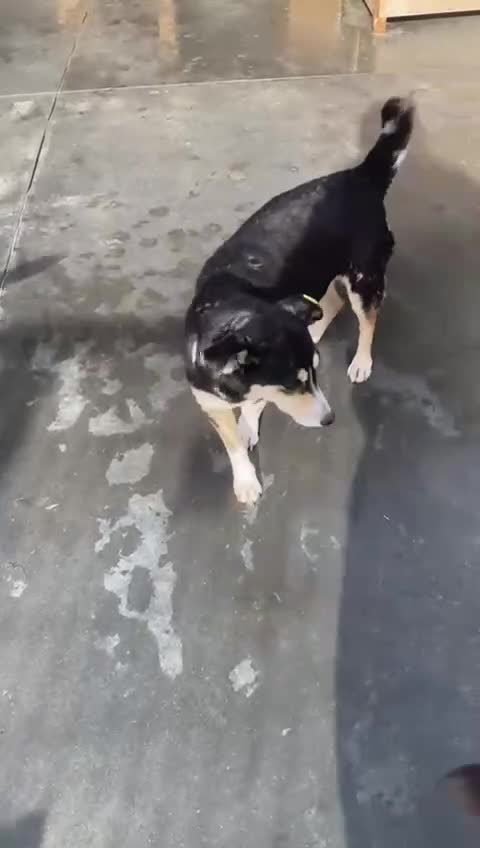 Mixed Breed dogs for adoption: Charm. Approx 7 years. Available for adoption. - Video 1