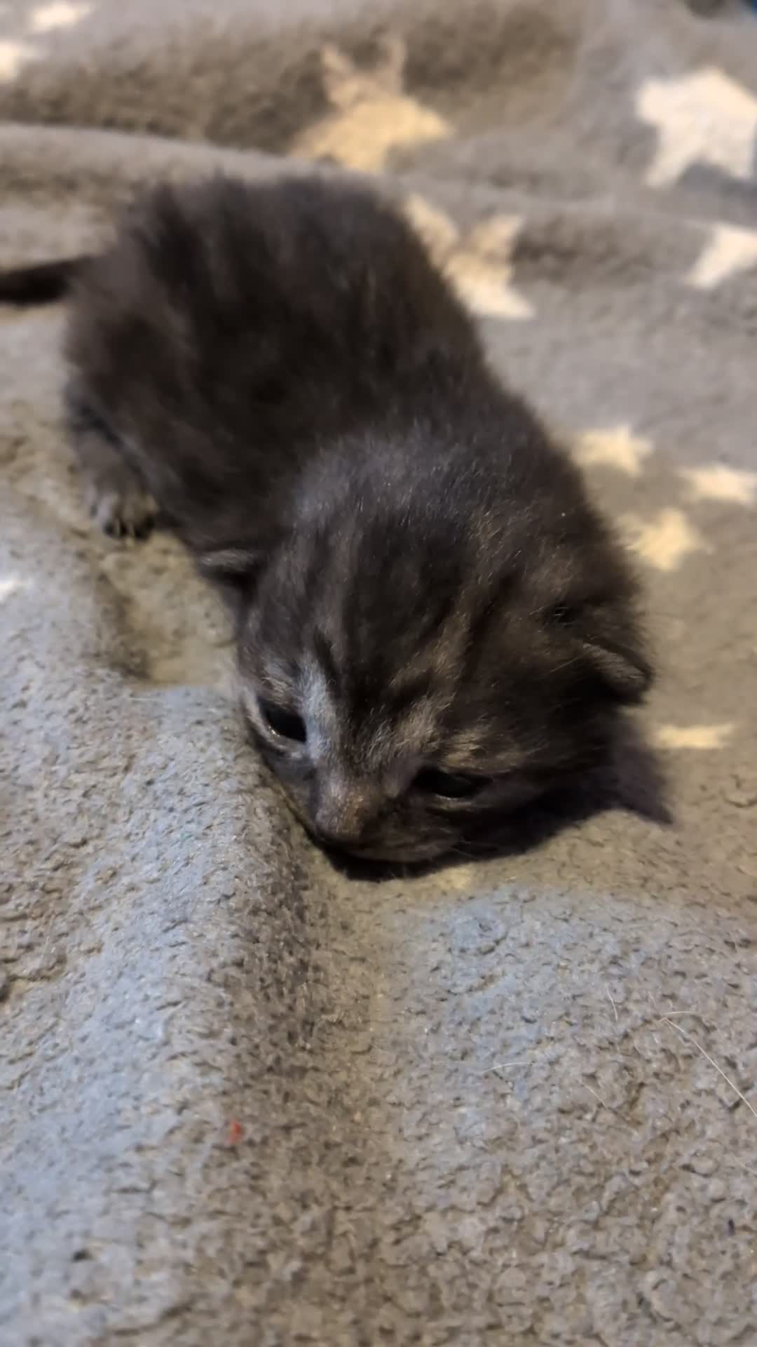 British Shorthair cats for sale: 4 kittens - Video 1