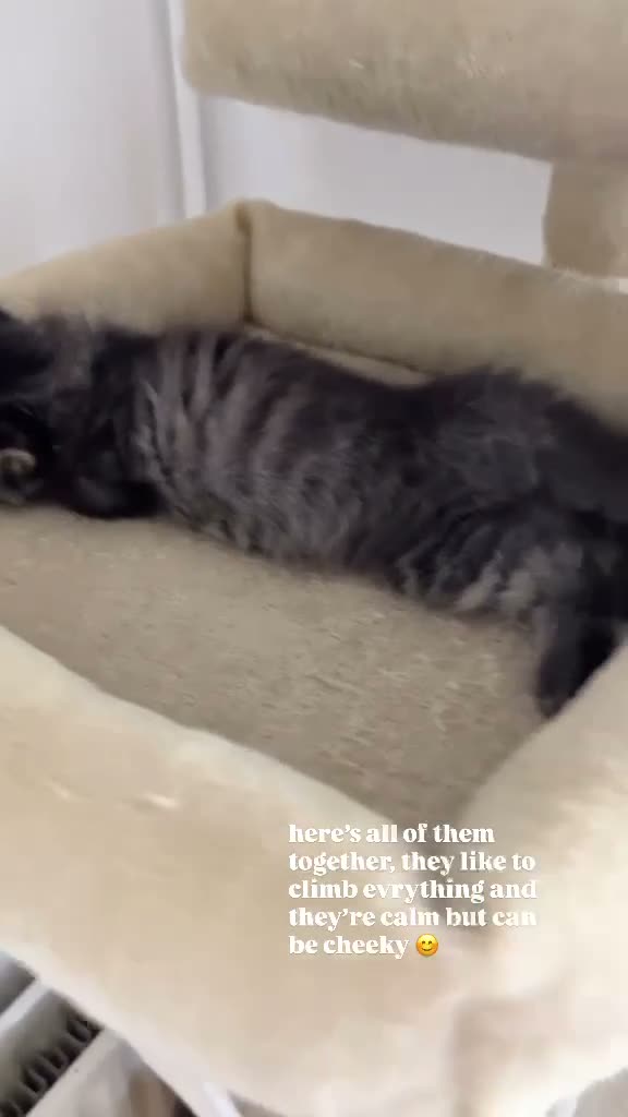 Mixed Breed cats for sale: Pure persian&tabby in Nuneaton - Video 2