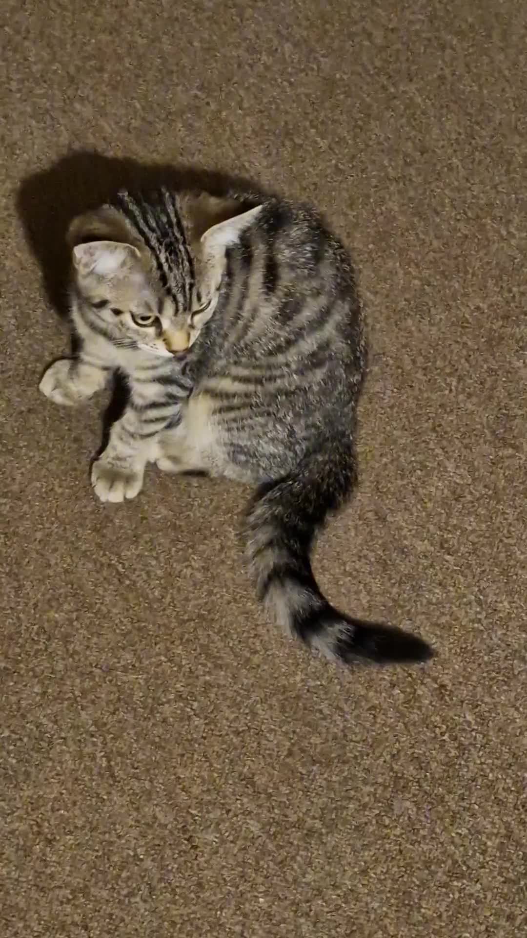 British Shorthair cats for sale: 14 WEEKS BROWN TABBY KITTEN  - Video 1