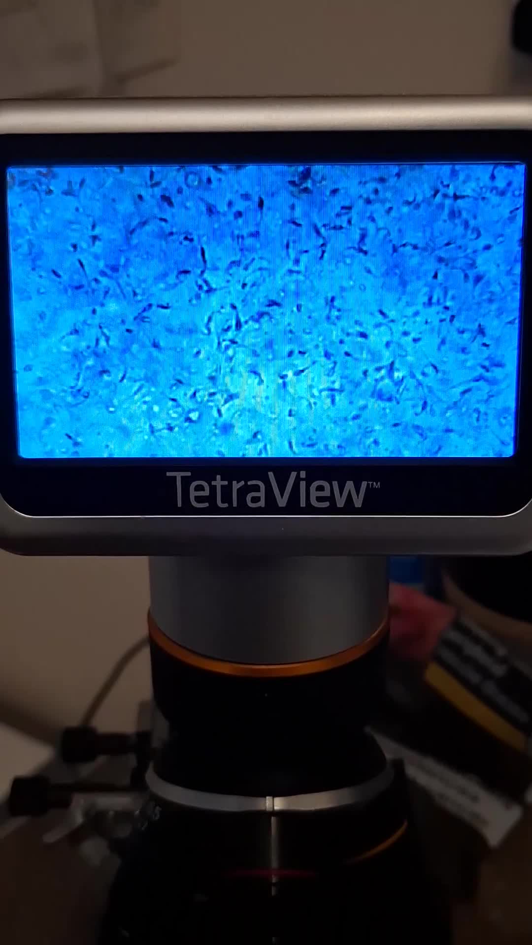 Cavalier King Charles Spaniel dogs for stud: Cavaliear King Charles Stud Only - Video 1