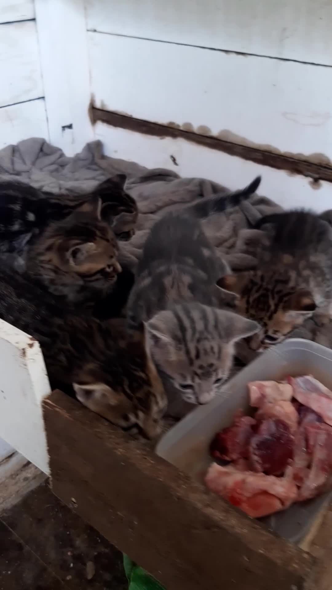 Savannah cats for sale: Savanna kittens  - Video 3