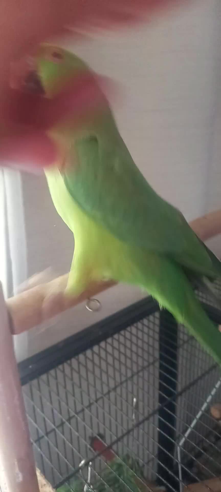 Ringnecks birds for sale:  Ringneck parrot with 2 of his toys and his cage  - Video 5