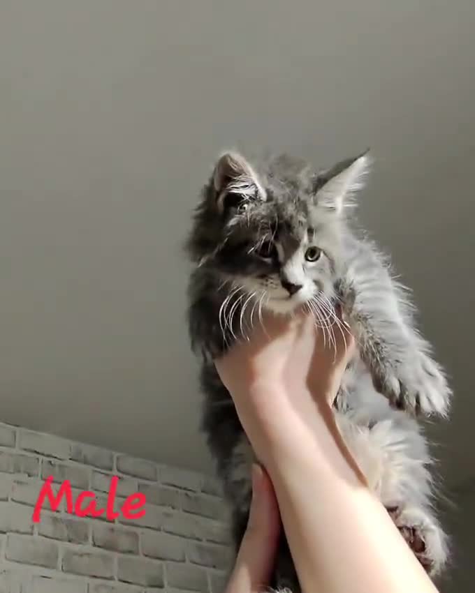 Maine Coon cats for sale: TICA KING SIZE MAINE COON CUBS - Video 1