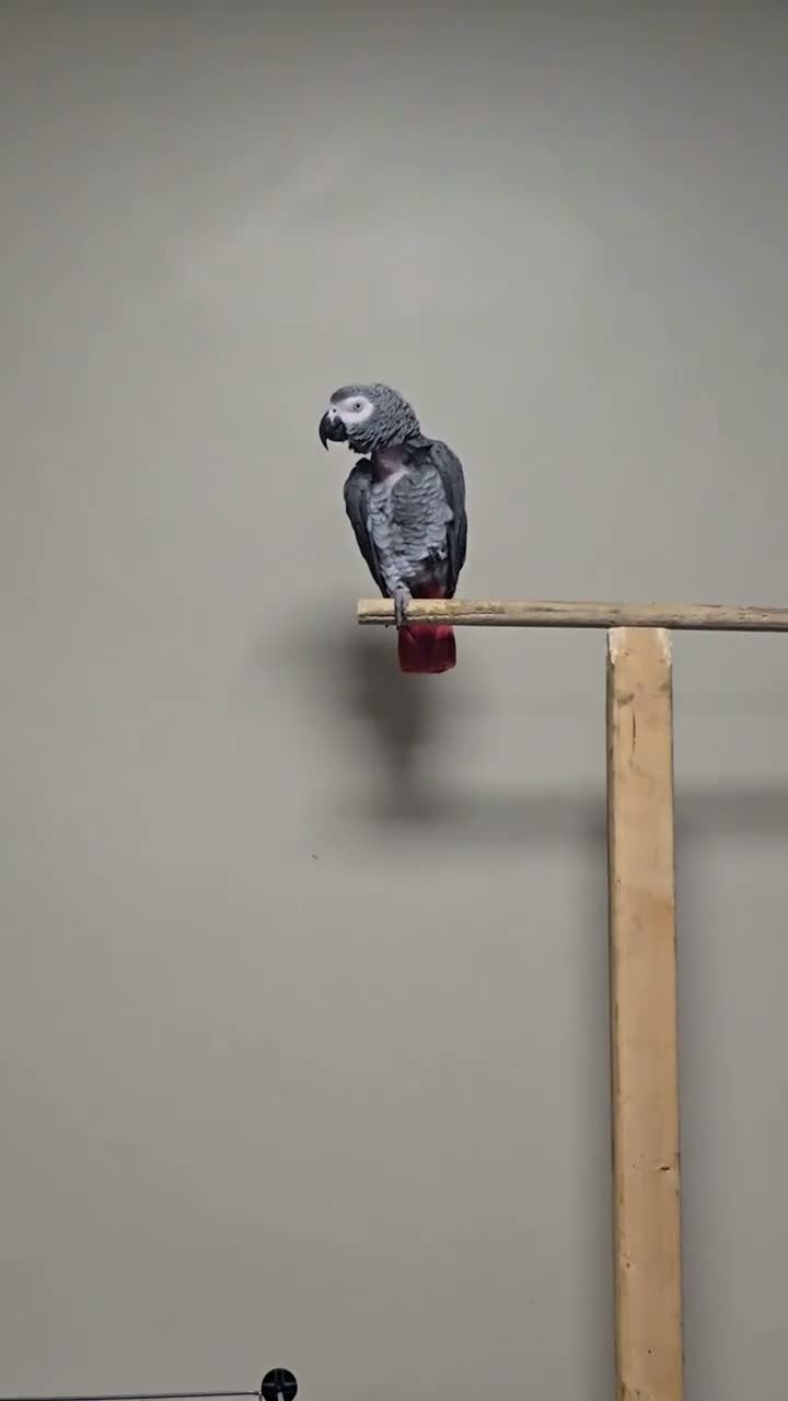 Parrots birds for sale: African grey parrot - Video 1