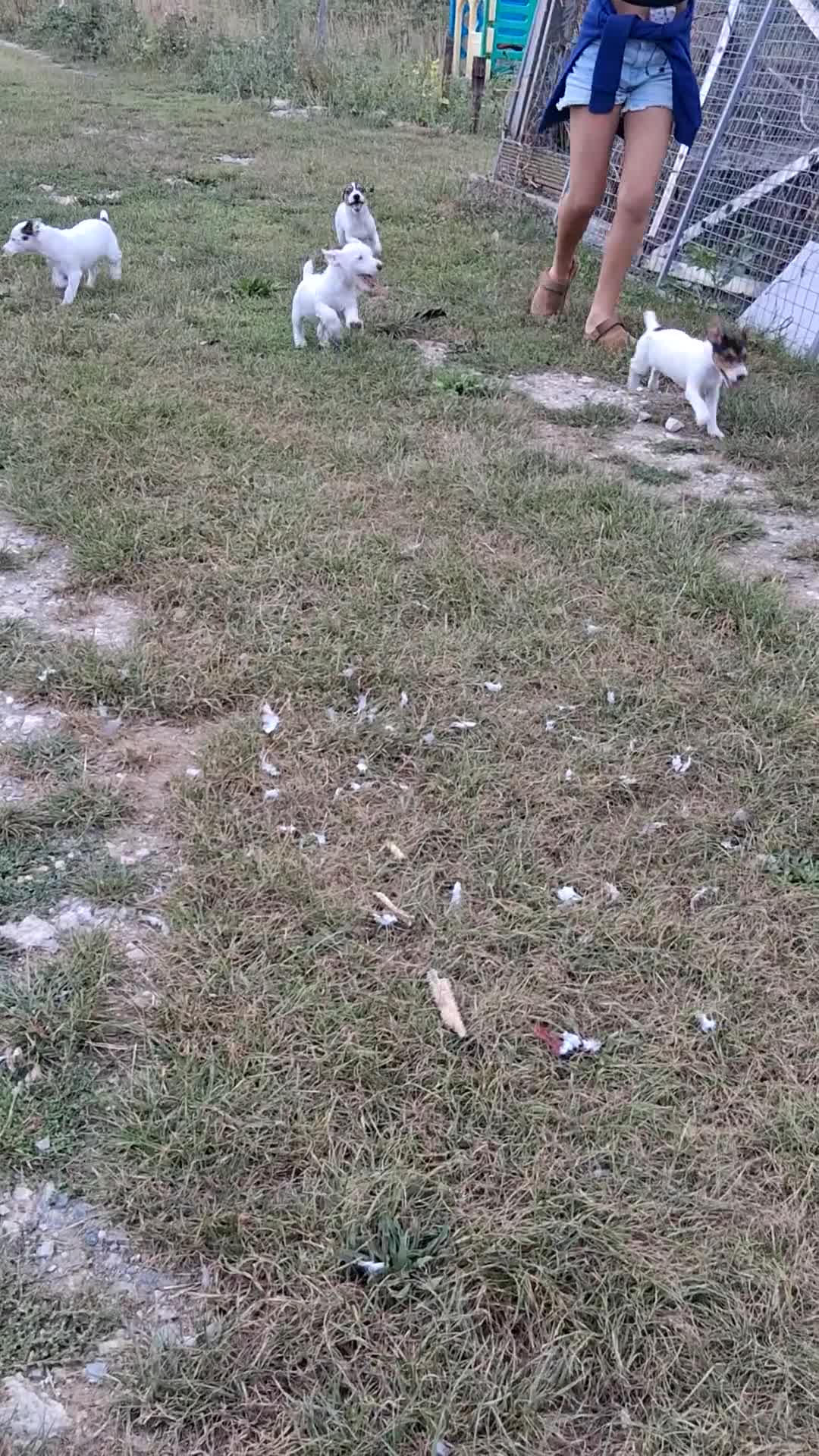 Jack Russell dogs for sale: Jack Russell puppies for sale - Video 1