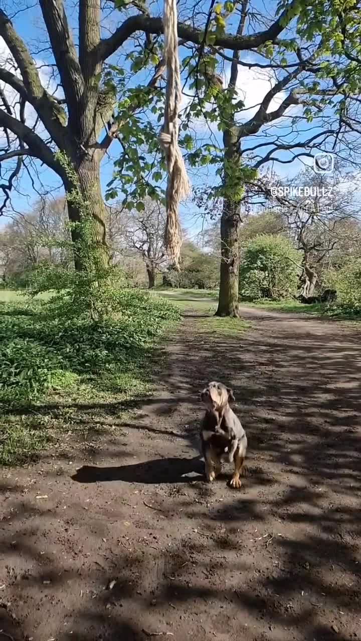 Olde English Bulldogge dogs for stud: 🏆SPIKE🏆 NEBBR Champion Olde English Bulldog in Nottingham - Video 1