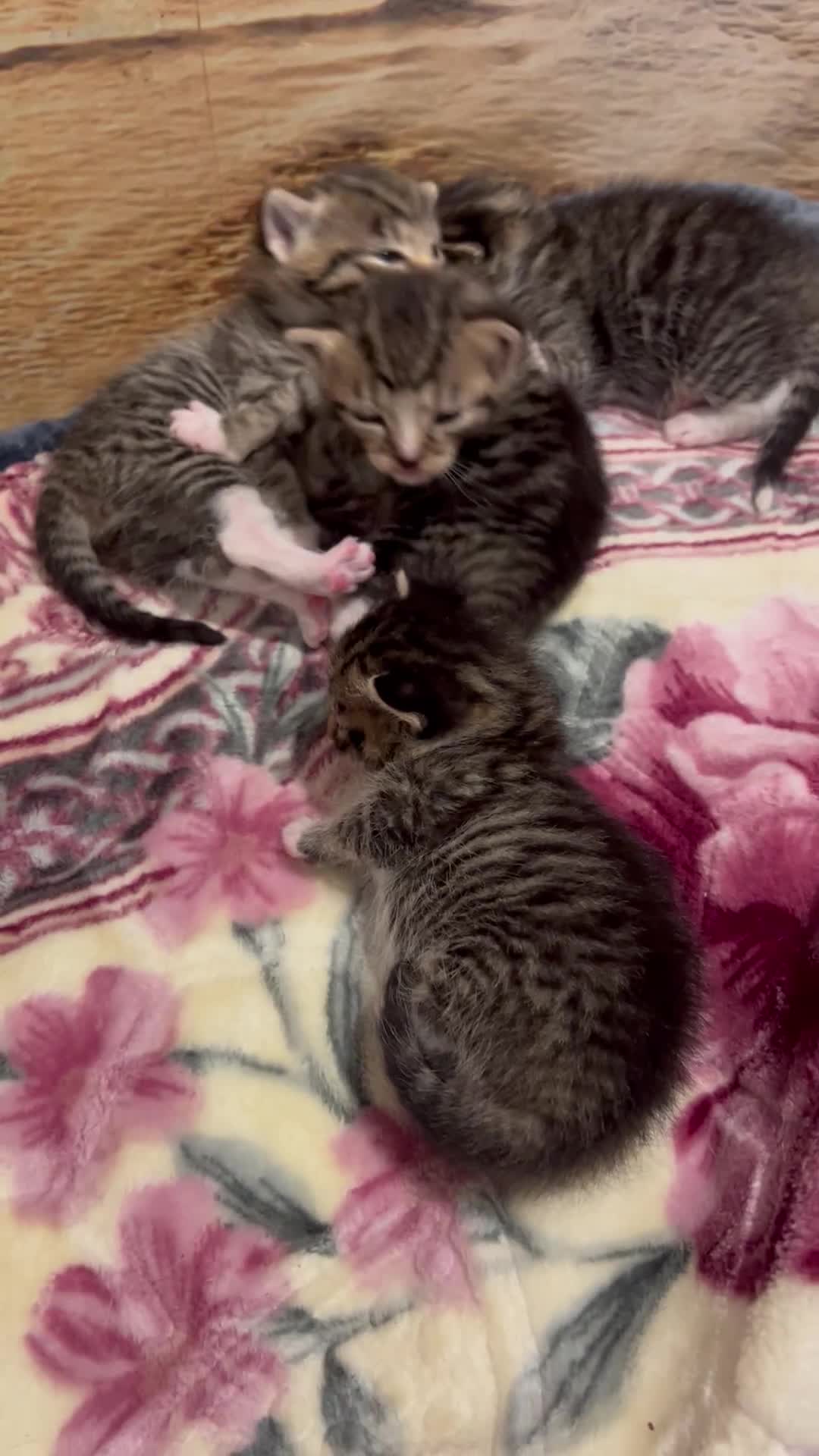 Mixed Breed cats for sale: Kittens for sale  - Video 2