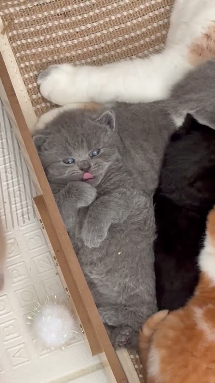 British Shorthair cats for sale: Champion GCCF British shorthair kittens - Video 1