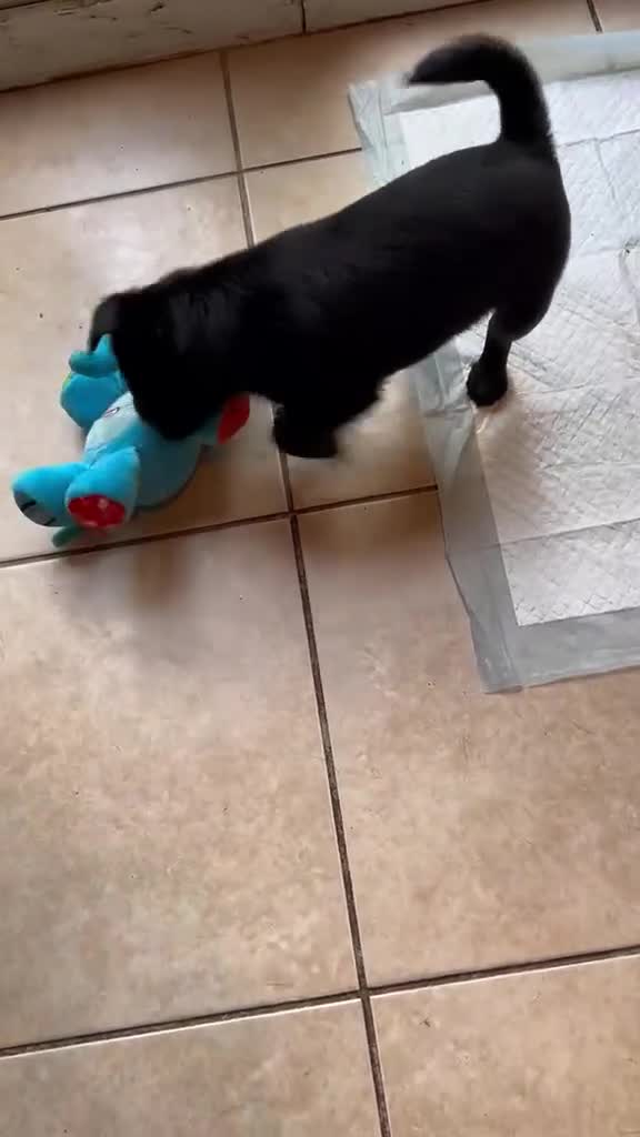 Griffon Bruxellois dogs for sale: Brussel Griffon puppies  - Video 1