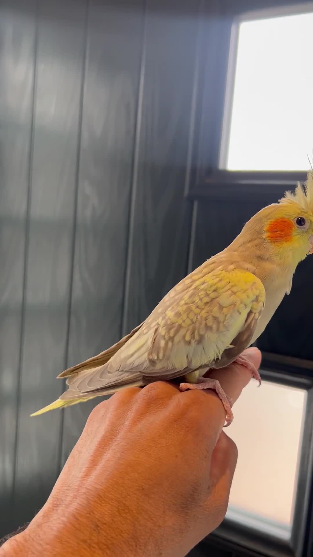 Mixed Breed birds for sale: Tame cocktails and breeding pair clearance  - Video 3