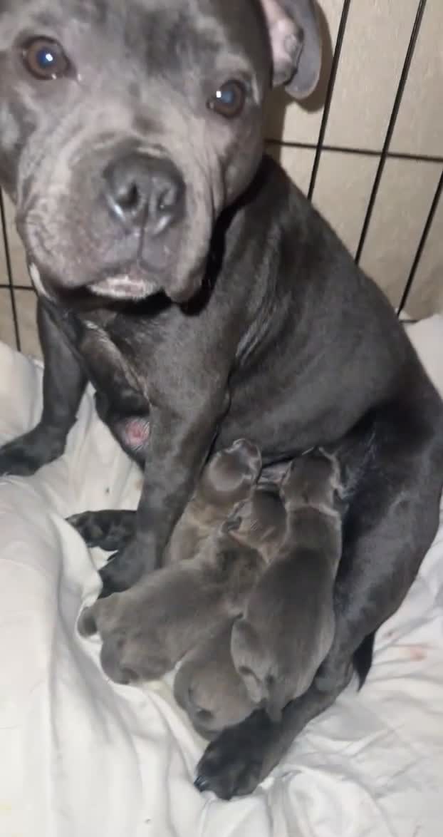 Staffordshire Bull Terrier dogs for sale: Champion lines Staffordshire bull terrier pups  - Video 5