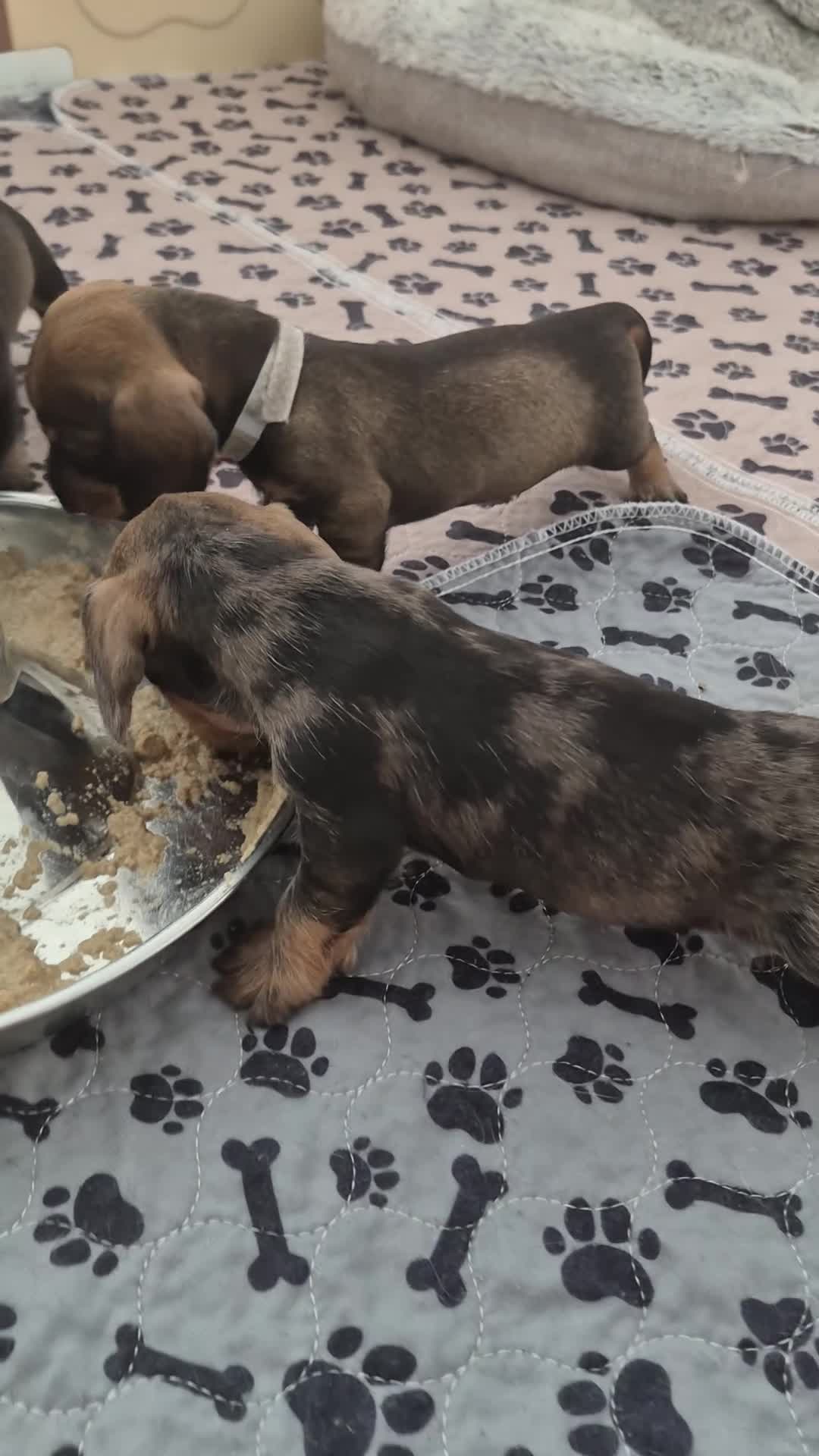 Dachshund dogs for sale: Miniature wire dachshund puppies - Video 1