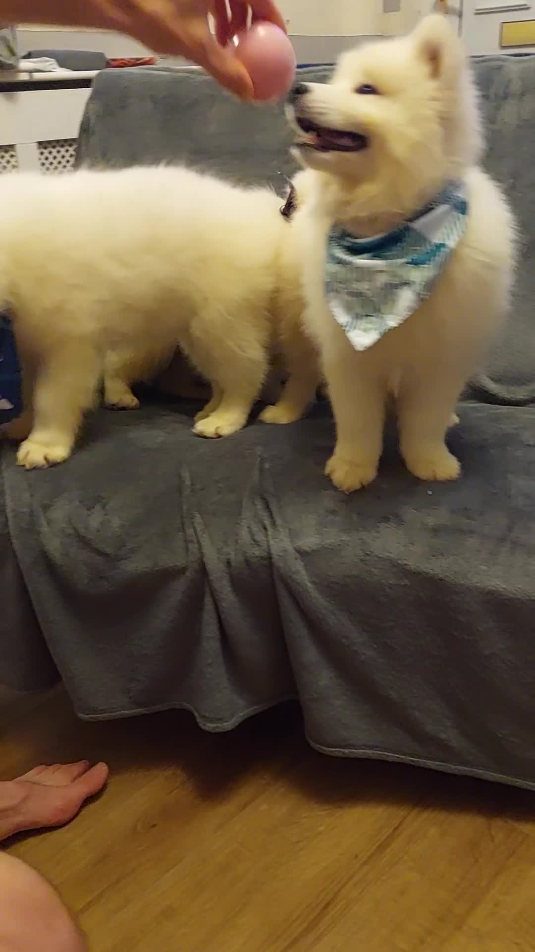 Samoyed dogs for sale: Samoyed puppies looking for the new loving  home - Video 4