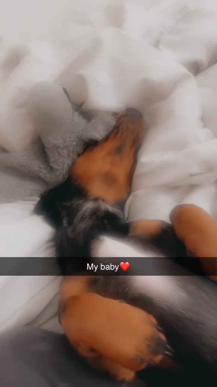 Miniature Dachshund dogs for sale: Very sad sale of my boy. - Video 2