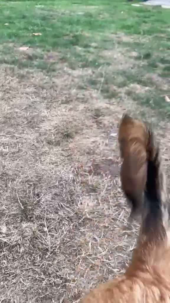 Mixed Breed dogs for adoption: ORLA - FOR ADOPTION  in Aylesbury - Video 4