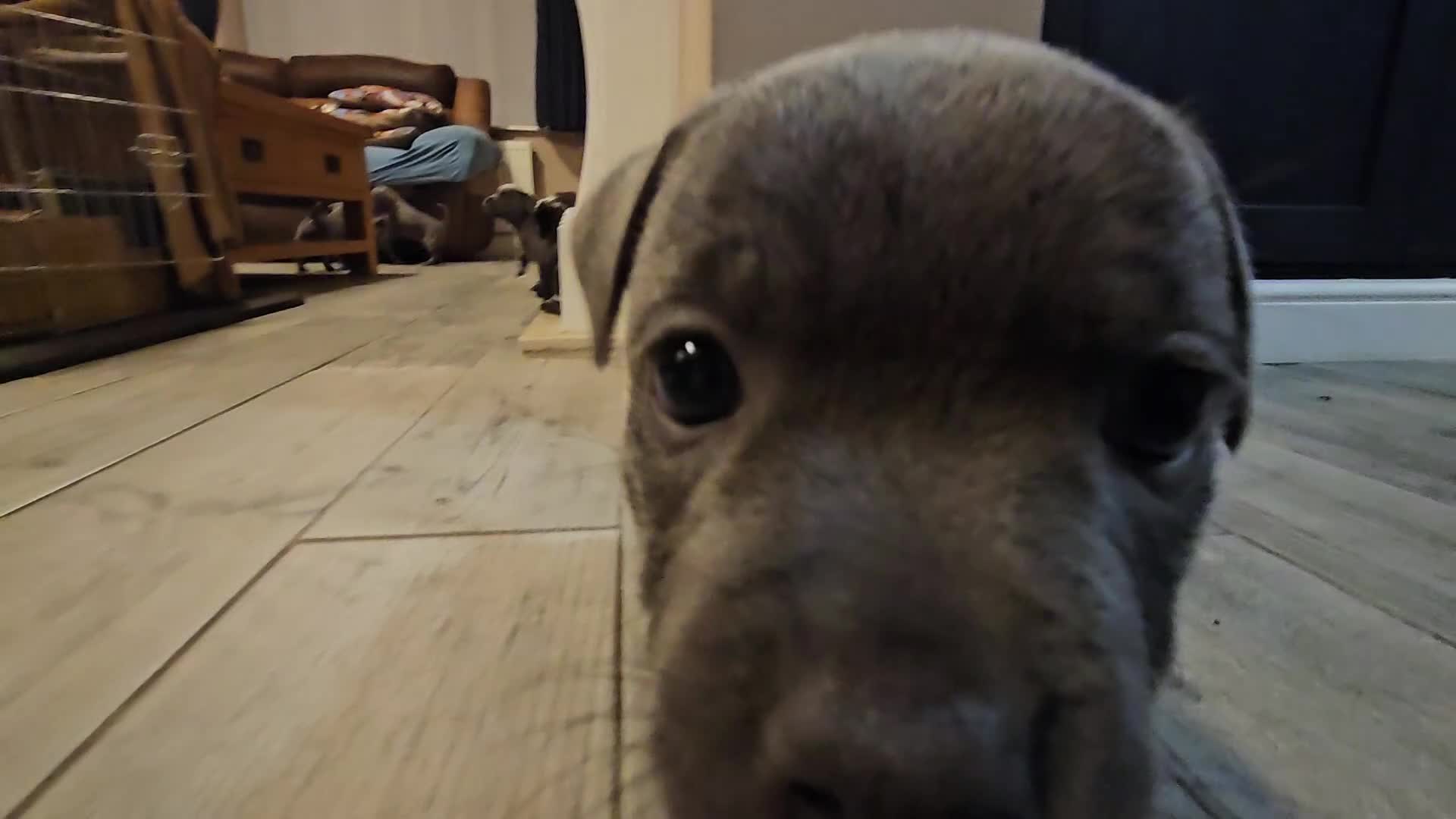 Staffordshire Bull Terrier dogs for sale: Blue staffordshire bull terrier pups - Video 1